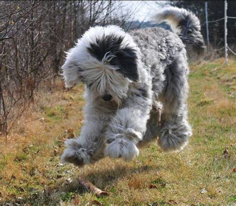 Everything you need to know about the old english sheepdog poodle mix. The 25+ best Poodles ideas on Pinterest | Poodle cuts, Toy ...