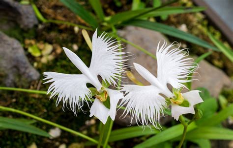 Twowhiteegretflowersfringedorchidhabenariaradiatasagiso