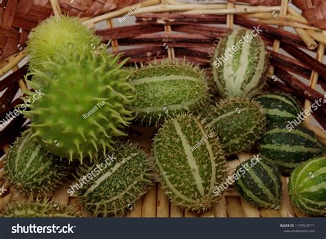 Cucumis Africanus African Wild Cucumber Wild Stock Photo Shutterstock