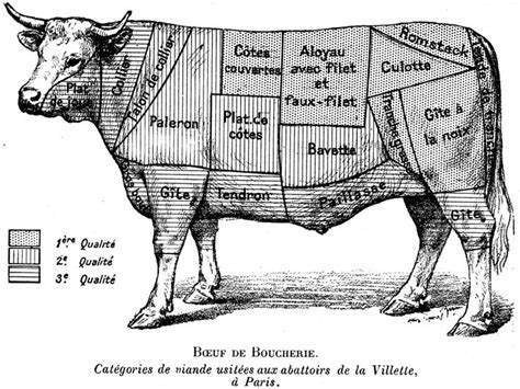 Pin on Anatomie Bovine