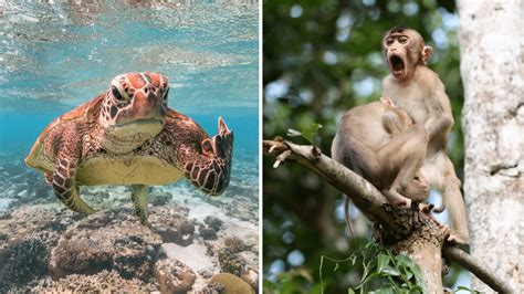 The Comedy Wildlife Photography Awards Has Released The