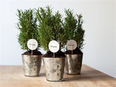 Deciding which wedding plants to use where can be hard though: Potted Herbs : Potted plants are the gift that keeps on ...