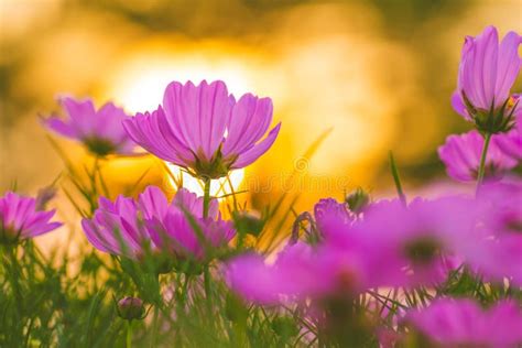 Pink Cosmos Flowers At Sunset Soft Focus Stock Photo Image Of Autumn