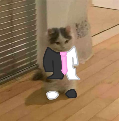 Discover and share the best gifs on tenor. Ranboo cat🧸 in 2021 | Pop cat, My dream team, Cat icon