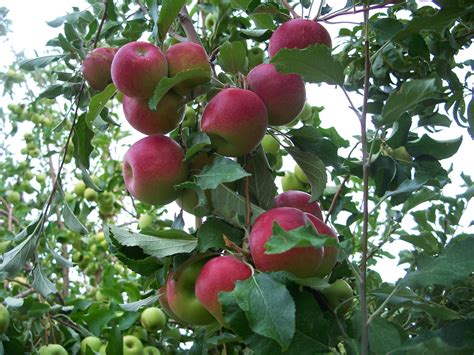 Apples are hard to grow in texas, and pears are the easiest. Trees That Please Nursery: What are some of our most ...