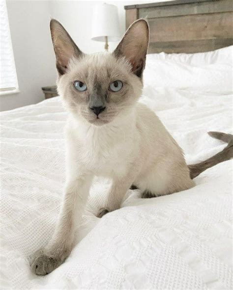 Ragdoll cats normally don't shed much, but you may notice some seasonal shedding in spring months. Do Siamese Cats Shed? - Siameseofday in 2020 | Siamese ...