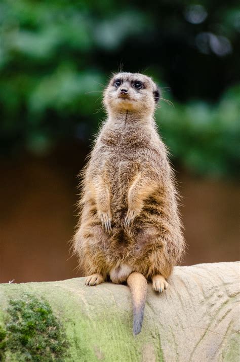 Kostenlose Foto Natur Bokeh Tier Niedlich Tierwelt Zoo