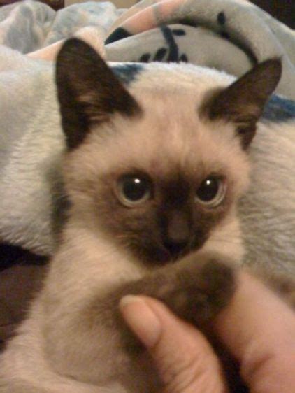 Cost Of Balinese Cat About Animals Cute Baby Animals