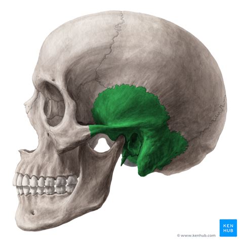 The Temporal Bone Anatomy Sutures Osseous Development Kenhub