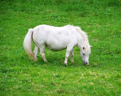 Valkoinen Poni White Horse · Ilmainen Valokuva Pixabayssa