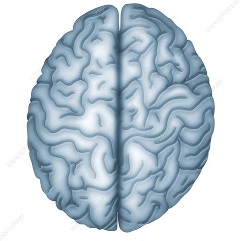 Human Brain Illustration Stock Image C0465232 Science Photo Library
