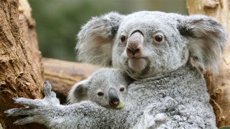 Koalas Declared Functionally Extinct Across Australia World News