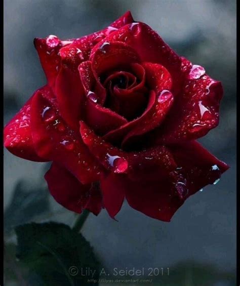 They symbolize love, passion and smell very nice. Top 35 Whatsapp Dp Rose Flowers Rose Images For Whatsapp ...