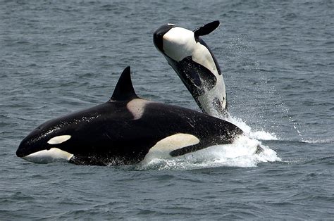 Killer Whales Close Up From The Antarctic Sea Ice