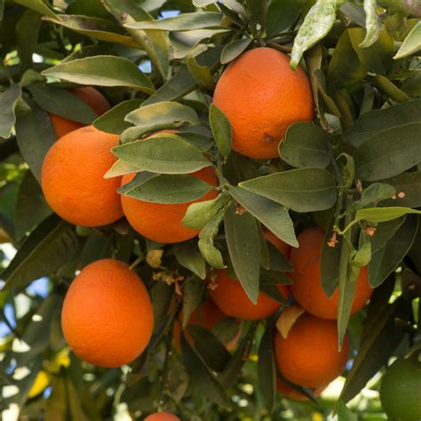 Florida Red Lime Trees For Sale Backyard Citrus Trees