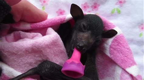 Adorable Premature Bat Has A Case Of The Hiccups Youtube