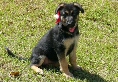 Kennel hounds, dogs and all kinds of cats German Shepherd Puppies For Sale | Shawnee, OK #215206