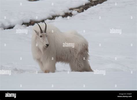 Mountain Goat Goat Animal White Oreamnos Americanus Yukon