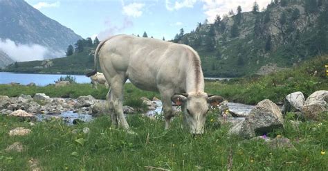 8 видео обновлен 12 нояб. Fassona piemontese: caratteristiche, qualità, allevamento ...