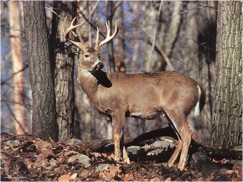 878464 whitetail crest deer wallpaper border. Free Whitetail Deer Wallpapers - Wallpaper Cave