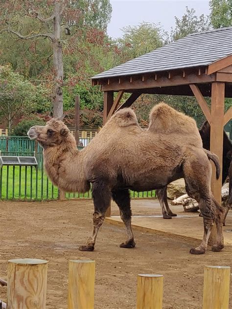 Paradise Wildlife Park, Hertfordshire #review