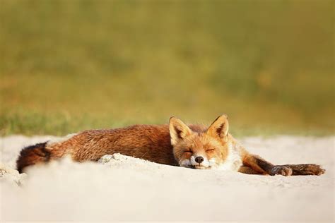 Lazy Fox Is Lazy Ii Photograph By Roeselien Raimond Fine Art America