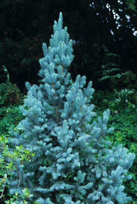Picea Pungens Iseli Fastigiate Columnar Blue Spruce From Garden