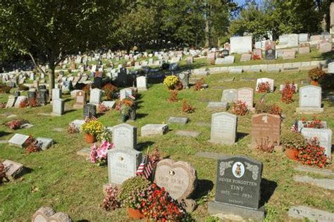 How Much Does Pet Cremation Cost? - Petcremation.sg in ...