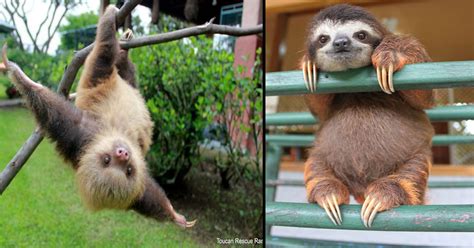 15 Cutest Sloth Pictures To Celebrate International Sloth Day Small Joys