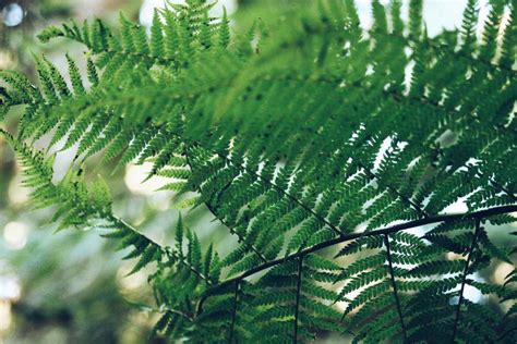 Fern Green Free Stock CC0 Photo - StockSnap.io