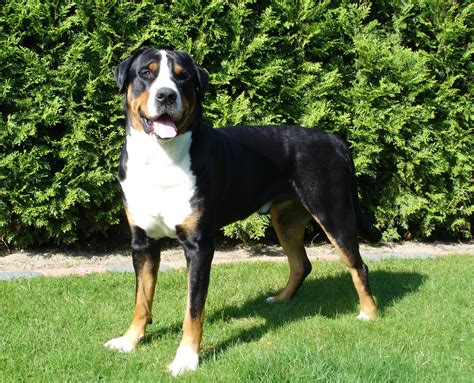 Großer Schweizer Sennenhund Jackys Hunde Wiki Fandom