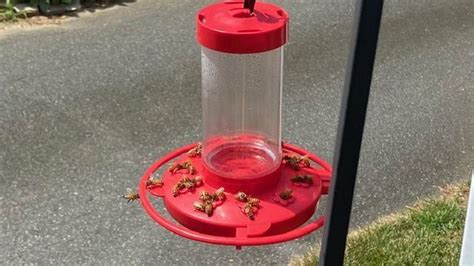 Keeping Bees Away From The Hummingbird Feeder Humming Bird Feeders