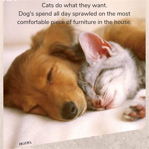 Funny Dogs And Cats With Captions
