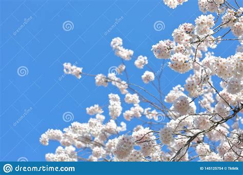 Japanese Cherry Blossom Flower Nature Blue Sky Stock Photo Image Of