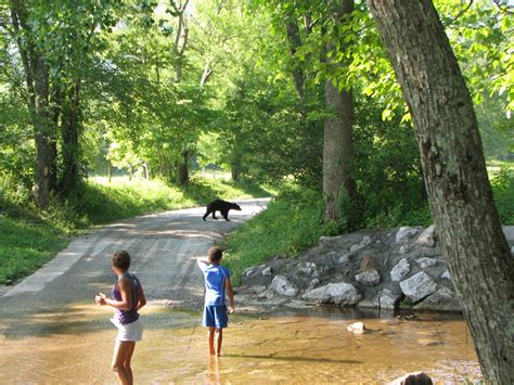Free Images Creek Walking Road Trail Vacation Bear Jungle