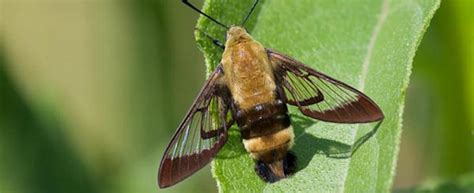 Snowberry Clearwing Missouri Department Of Conservation