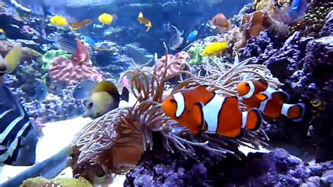 Beranda / perlengkapan aquarium & aquascape / hydrometer aquarium air laut. Jenis Ikan Hias Air Tawar Ini Cocok Dipelihara di Aquarium ...