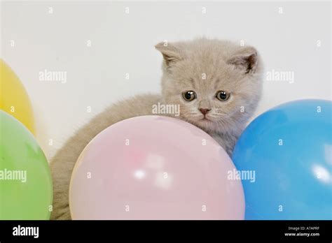 Kitten With Balloons Stock Photo Alamy