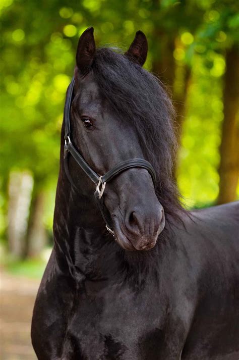 Equine 411 All About The Friesian