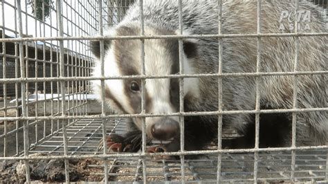 These 7 Cool Facts Show The Secret Lives Of Badgers Peta