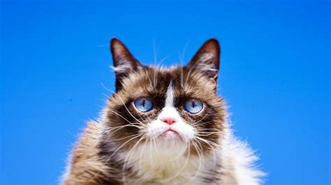 Internet Mourns Grumpy Cat After Sad Passing Of Iconic