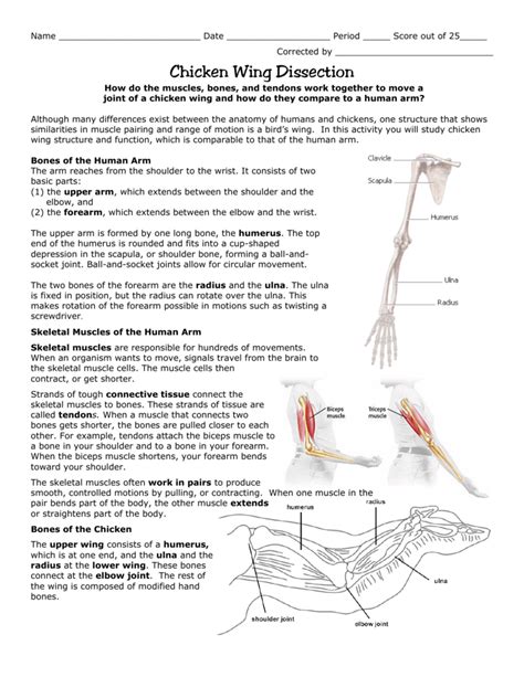 You can serve them as a meal or with a meal. Chicken Wing Dissection