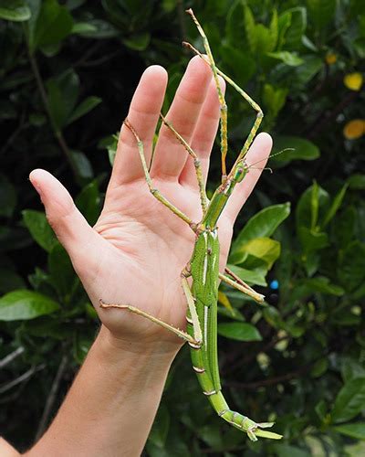 Goliath Stick Insect Bugs Ed