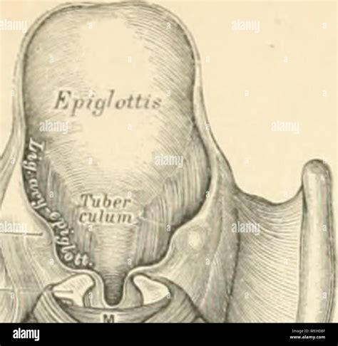 Die Descriptive Und Topographische Anatomie Des Menschen Stock Photo