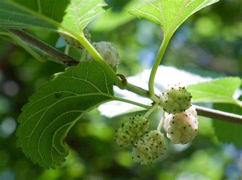 Green-Wood Cemetery Trees: Mulberry