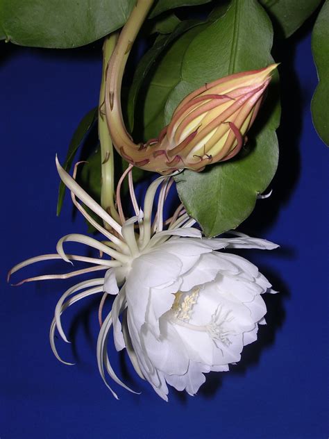 Night blooming cereus, epiphyllum oxipetalum or orchid catus. Je t'aime. C'est la joie d'une journée ensoleillée Imagine ...