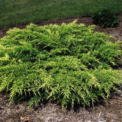 Groundcovers That Stay Green HGTV Ground Cover Plants Lawn