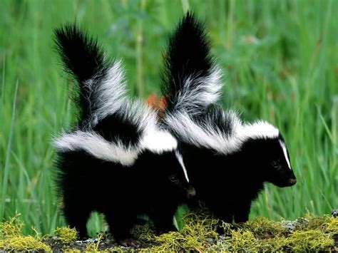 Skunks Wildlife Animal Pest Control