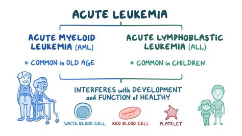 Acute Leukemia Video Anatomy Definition And Function Osmosis