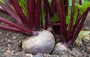 Beets are a tasty root vegetable that do not require much work in the garden. BBC - Gardening - Gardening Guides - Techniques - Growing ...